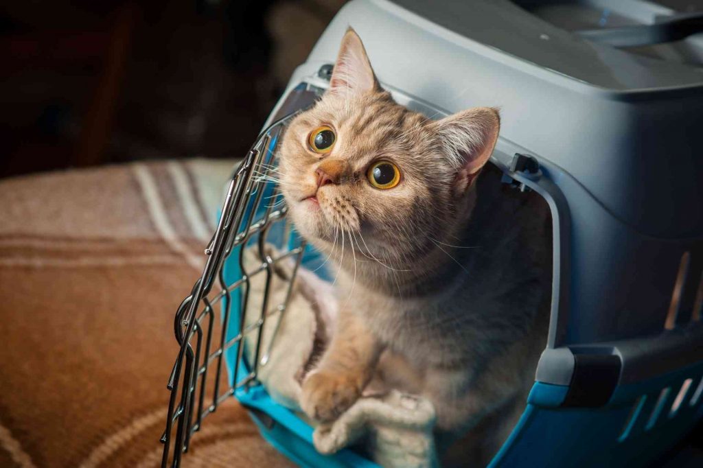 Gửi mèo về quê nhanh giá rẻ nên chọn cách nào?